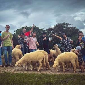 afternoon visit to a sheep farm