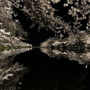beautiful night views of cherry blossoms